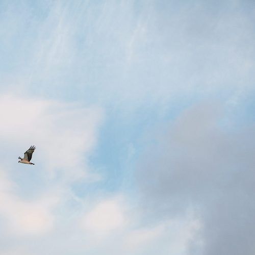 Hawk flying by in the sky